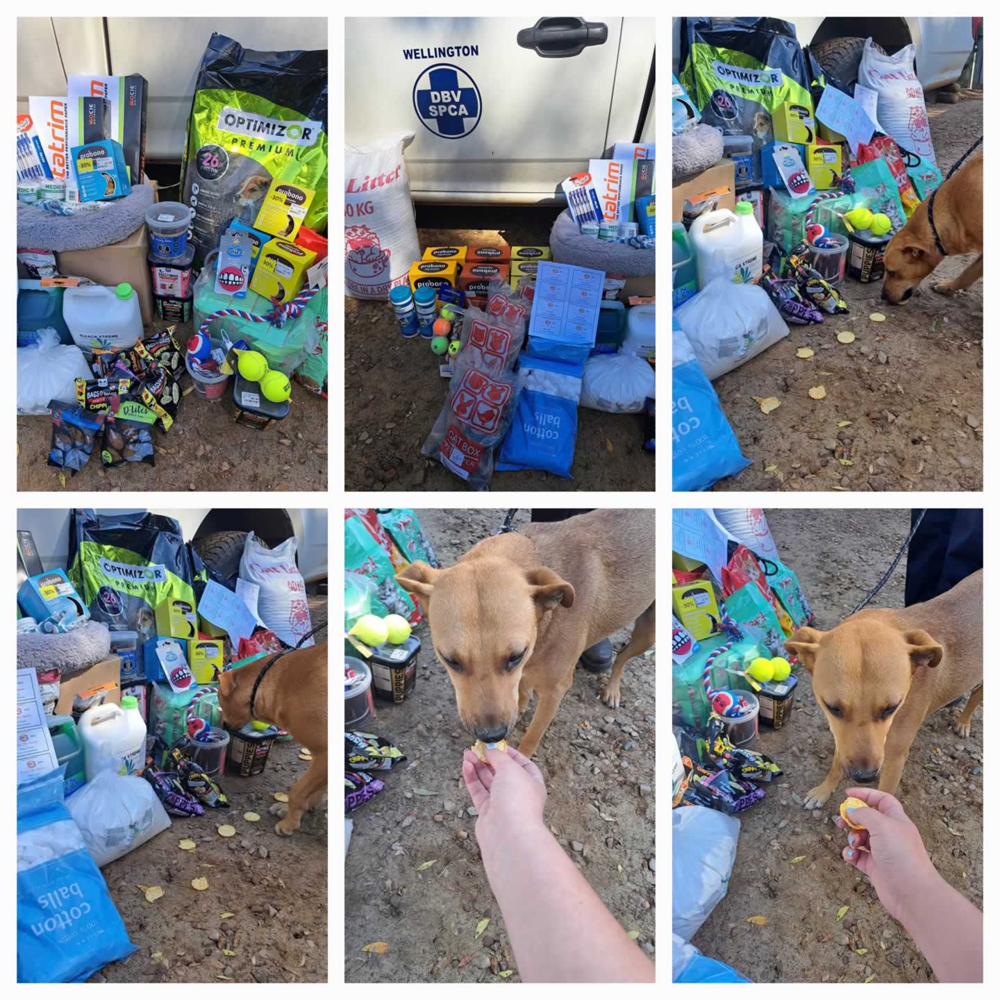 SPCA Wellington